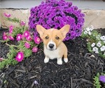 Small Photo #54 Pembroke Welsh Corgi Puppy For Sale in SHILOH, OH, USA