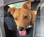 Small #4 Retriever  Mix