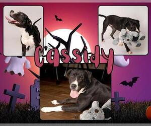 Labrador Retriever-Unknown Mix Dogs for adoption in Pearland, TX, USA