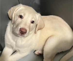 Labrador Retriever Puppy for sale in RIVERVIEW, FL, USA