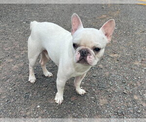 French Bulldog Dogs for adoption in Duluth, MN, USA