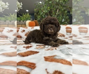 Bernedoodle (Miniature) Puppy for sale in GREENFIELD, IN, USA