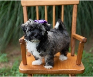 Havanese Puppy for sale in NORTH LAWRENCE, OH, USA