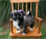 Small Havanese