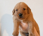 Puppy Blue Golden Retriever