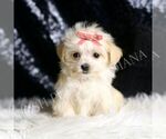 Small #1 Morkie