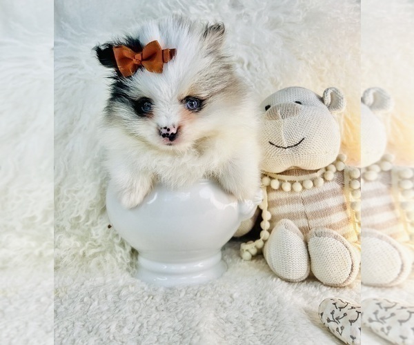 Medium Photo #5 Pomeranian Puppy For Sale in FORT LAUDERDALE, FL, USA