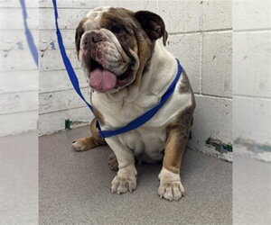 Bulldog Dogs for adoption in San Bernardino, CA, USA