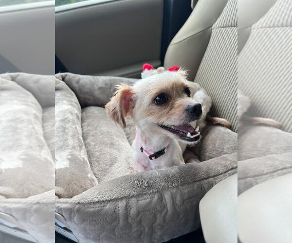 Medium Photo #1 Shih Tzu-Unknown Mix Puppy For Sale in Wakefield, RI, USA