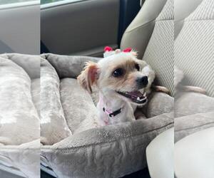 Shih Tzu-Unknown Mix Dogs for adoption in Wakefield, RI, USA