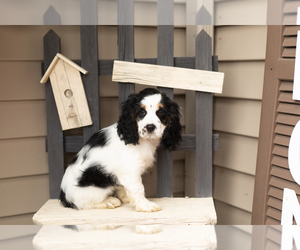 Cocker Spaniel Puppy for sale in MILLERSBURG, IN, USA