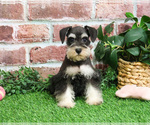 Small #3 Schnauzer (Miniature)