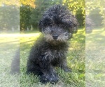 Small #4 Poodle (Miniature)
