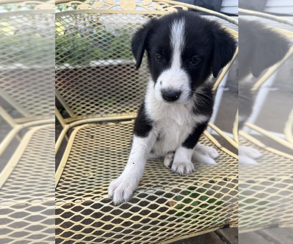 Medium Photo #2 Pyrenees Border Collie Puppy For Sale in MOUNT PLEASANT, IA, USA