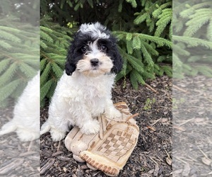 Golden Mountain Doodle Puppy for sale in MIDDLEBURY, IN, USA