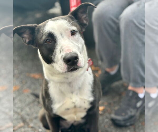 Medium Photo #7 Mutt Puppy For Sale in Canton, CT, USA