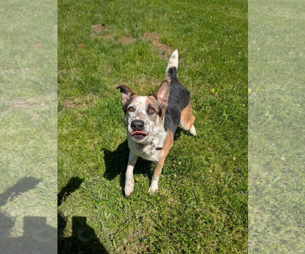 Medium Photo #8 Mutt Puppy For Sale in Garden City, NY, USA