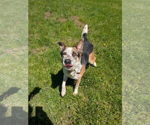 Chandler - Male Mutt Dog for Adoption - Photo #8