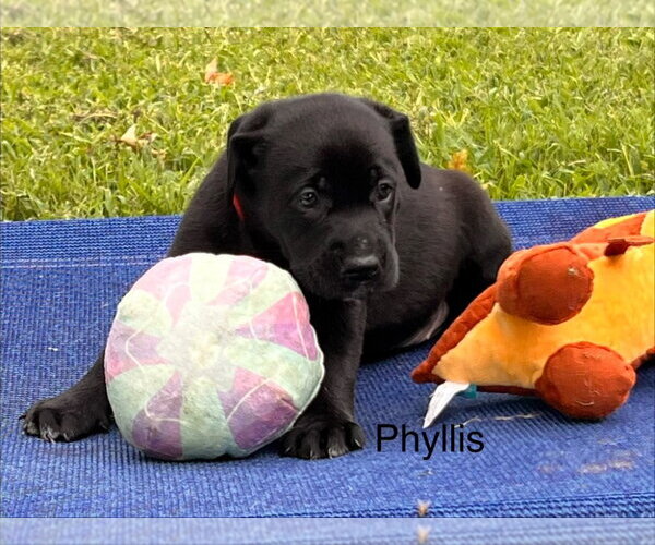 Medium Photo #1 Labrador Retriever-Unknown Mix Puppy For Sale in Claremore, OK, USA