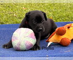 Small Labrador Retriever Mix