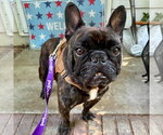 Small #1 French Bulldog