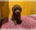 Puppy Puppy 2 Poodle (Toy)