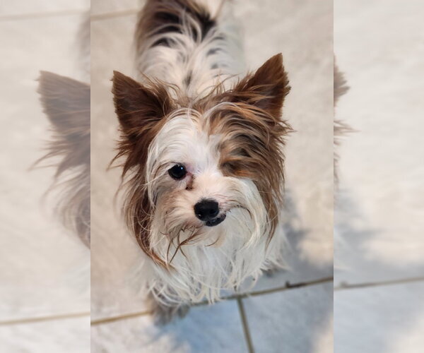 Medium Photo #1 Mutt Puppy For Sale in Walnutport, PA, USA