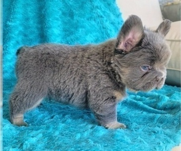 Medium Photo #9 French Bulldog Puppy For Sale in LAS VEGAS, NV, USA