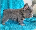 Small Photo #9 French Bulldog Puppy For Sale in LAS VEGAS, NV, USA