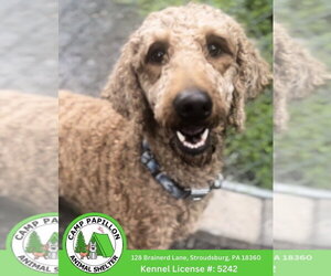 Goldendoodle Dogs for adoption in Stroudsburg, PA, USA