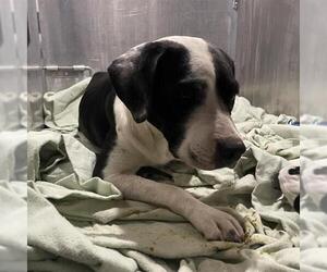 American Staffordshire Terrier-Unknown Mix Dogs for adoption in San Antonio, TX, USA