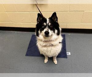 Siberian Husky-Unknown Mix Dogs for adoption in Denver, CO, USA