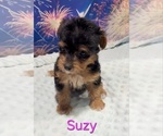 Suzy - Female Yorkipoo Puppy for Sale - Photo #3