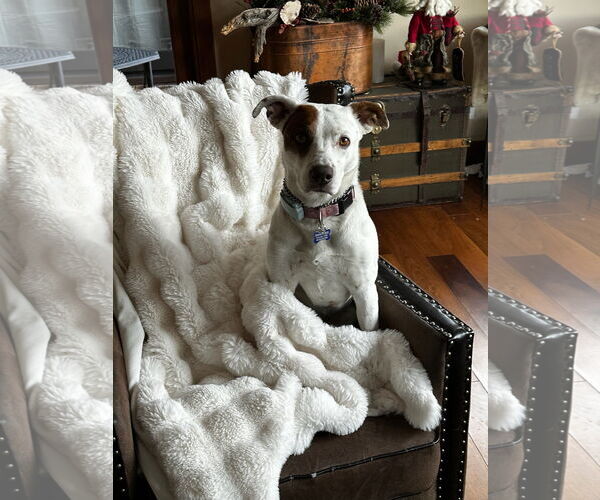 Medium Photo #1 Mutt Puppy For Sale in Winter Park, CO, USA