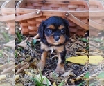 Small Photo #3 Cavalier King Charles Spaniel Puppy For Sale in BARNESVILLE, KS, USA