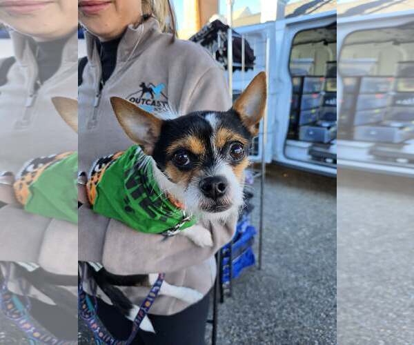 Medium Photo #3 Chihuahua-Unknown Mix Puppy For Sale in Catasauqua, PA, USA