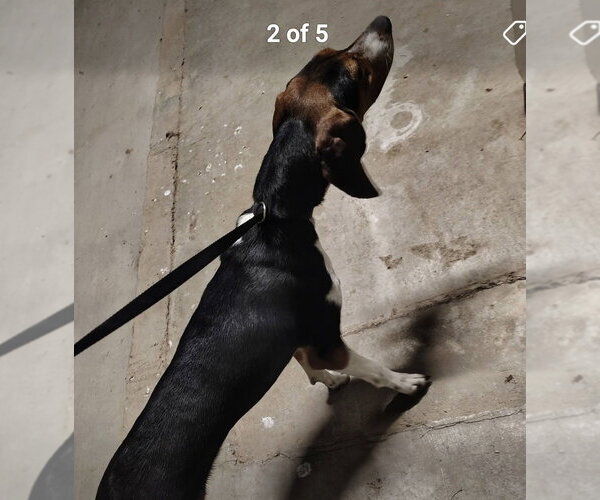 Medium Photo #3 Treeing Walker Coonhound Puppy For Sale in Foristell, MO, USA
