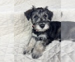 Small #2 Schnauzer (Miniature)