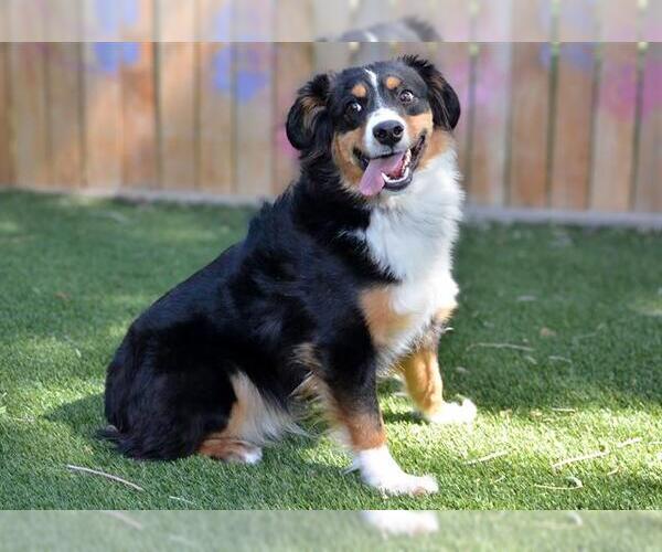 Medium Photo #1 Australian Shepherd Puppy For Sale in West Valley, UT, USA