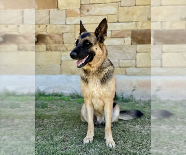 Medium Photo #3 German Shepherd Dog Puppy For Sale in PIPE CREEK, TX, USA
