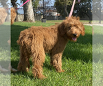 Small Photo #2 Goldendoodle Puppy For Sale in ROSEMEAD, CA, USA