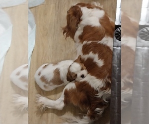 Cavalier King Charles Spaniel Puppy for sale in STILWELL, OK, USA