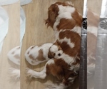 Small Photo #1 Cavalier King Charles Spaniel Puppy For Sale in STILWELL, OK, USA