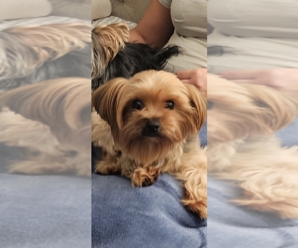 Medium Photo #1 Yorkshire Terrier Puppy For Sale in SALEM, OR, USA