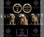 Puppy Godvia F1B Cavapoo