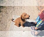 Small #3 Labradoodle