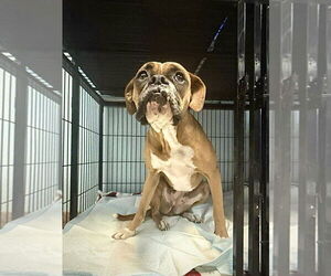 Boxer Dogs for adoption in Dumont, NJ, USA