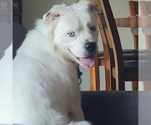 Falcor - Male Great Pyrenees-Unknown Mix Dog for Adoption - Photo #29