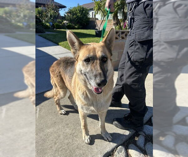 Medium Photo #1 German Shepherd Dog Puppy For Sale in Rancho Cucamonga, CA, USA