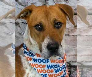 Mutt Dogs for adoption in Kennesaw, GA, USA